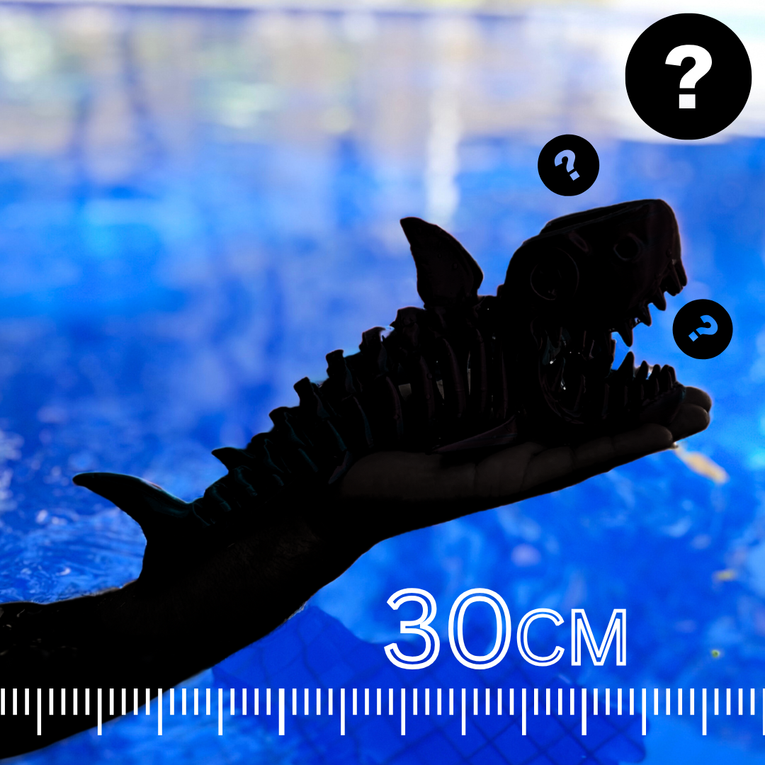 MEGALODON